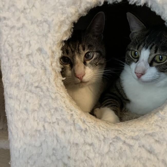 NPO法人クランのカバー写真