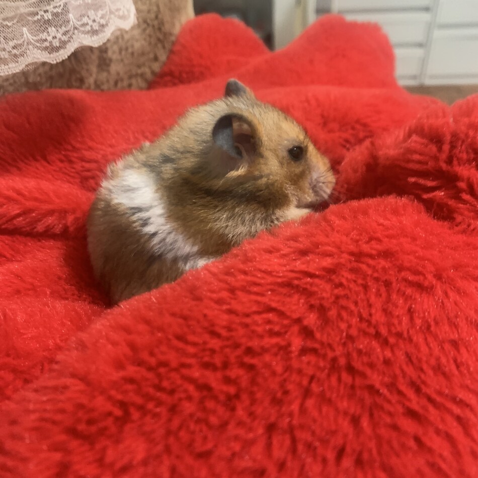 じもちゃんのカバー写真