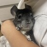大好きな抱っこでにっこりなテンちゃん