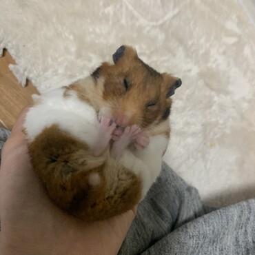 日課の毛ずくろいをするじもちゃん