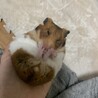 日課の毛ずくろいをするじもちゃん