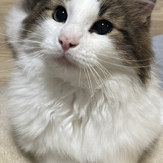 ノルウェージャン