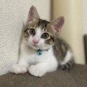 肩のり甘えん坊のブラウン系キジ白♂子猫くん