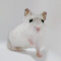 ジャンガリアンハムスター ホワイト