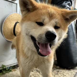 秋田犬 1歳 甘えん坊で人懐っこい