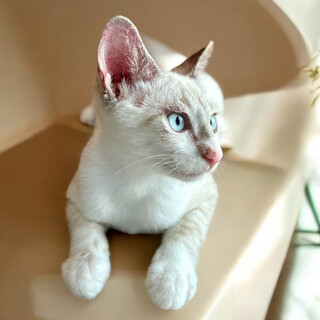 最高の里親様に巡り合えました♡