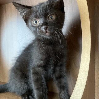 【４兄弟】黒猫ちゃん