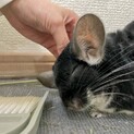 チンチラ　ブラックパール　2歳0ヵ月　男の子