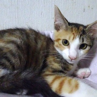 １２月８日（日）譲渡会参加、淡三毛の真珠ちゃん