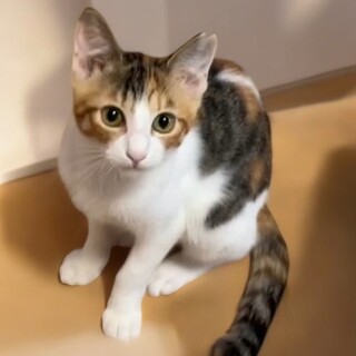 最高の里親様と出会いました♡