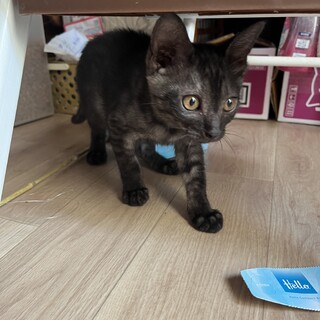 珍しいブラックスモーク色