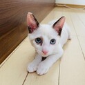 子猫