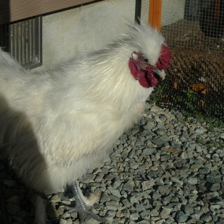 烏骨鶏　オス　6ヶ月