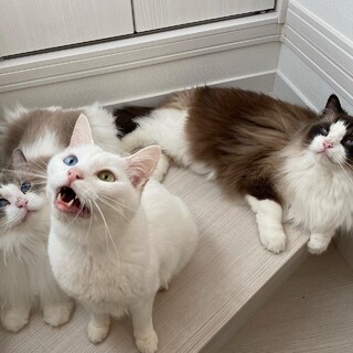 オッドアイの男の子