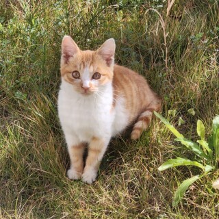 クリスマスイブに保護、イブちゃん