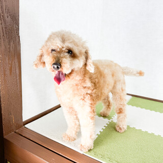 引退ママ・たまごの里親様募集！