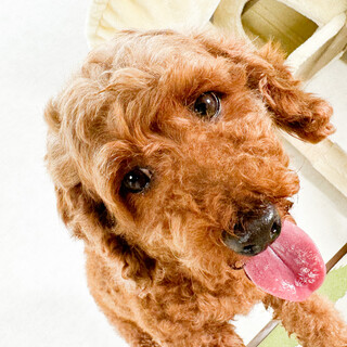 引退ママ・しずかの里親募集！