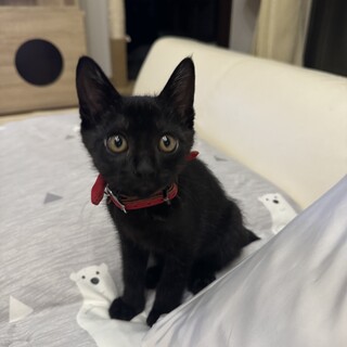 日本猫　黒猫　3ヶ月~ 人懐っこく元気な男の子　