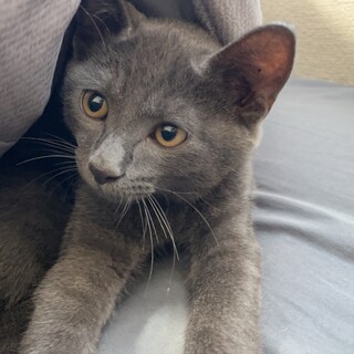 オスの子猫を保護しました