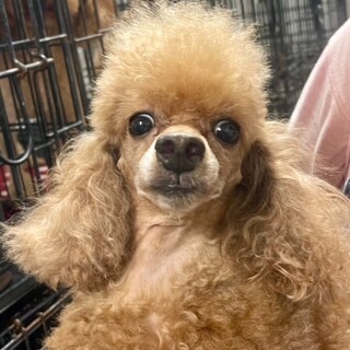 ★シニアにチャンスを★レミー★トイプー★