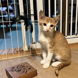 元気いっぱい可愛い茶白くん