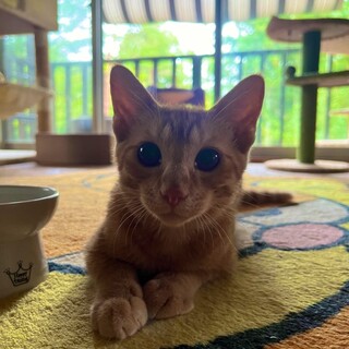 おめめぱっちり可愛い茶トラくん