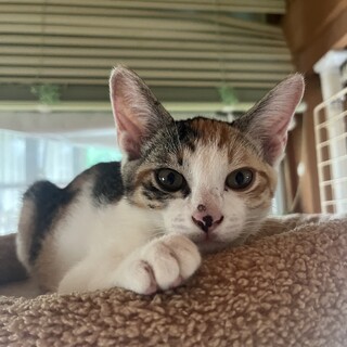 のんびりマイペースなキジミケちゃん