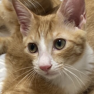 茶トラの男の子⭐︎