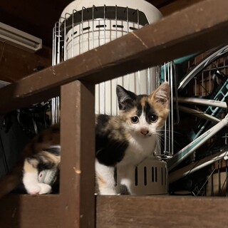 少し困り顔のみけちゃん