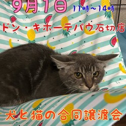犬と猫の合同譲渡会