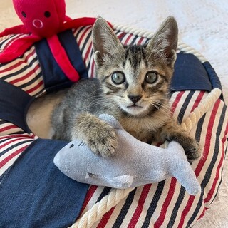 ドラマの様な保護経緯！甘えん坊すずらんちゃん2ヶ月