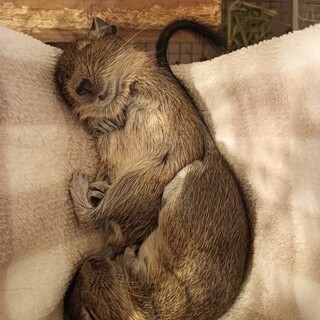 アグーチデグーの赤ちゃん