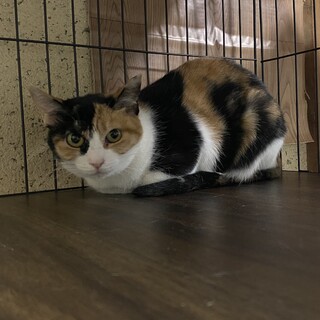 おめめパッチリ♡三毛猫みーちゃん