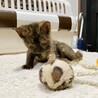 かわいいサビ猫のオリヒメちゃんです。 サムネイル6