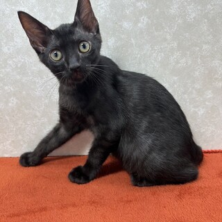 兄妹で参加！幸運を招くかぎしっぽ❤コロッケ