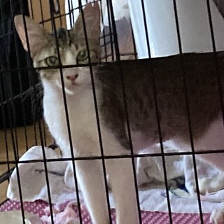 初めての飼育でも大丈夫。超甘えん坊な6ヶ月