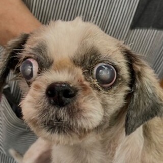 シーズーの男の子