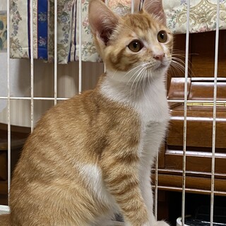 茶白の男の子　シャンス