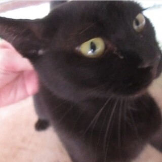 緊急！幸運の黒猫ちゃん生後6か月前後？