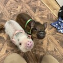 マイクロブタ2頭の里親募集！