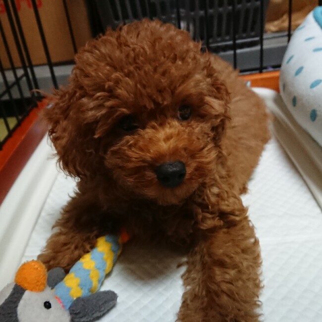 フェスティバルミッキーのカバー写真