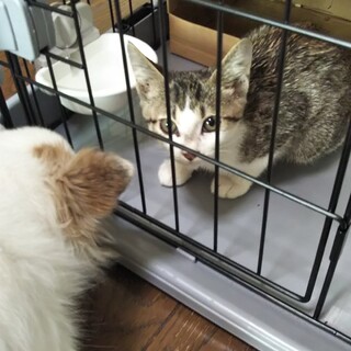 かわいい男の子です