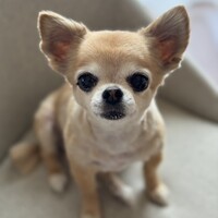 ジェワ