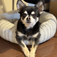くくる