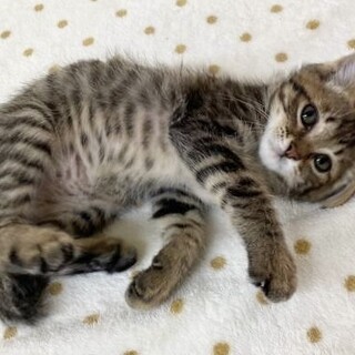 緊急募集ひっつき虫超甘ボーイ約2ヶ月