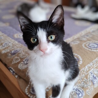 約3ヶ月のハチワレの男の子