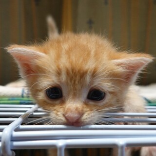 かわいい茶トラくん★7月27日産まれ★元気な男の子