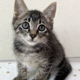 ぐでねこチャン チャームトラネコ