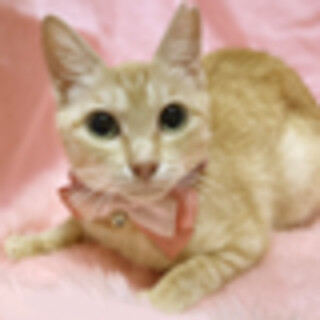 なでなで大好き♪『花見ちゃん』2歳