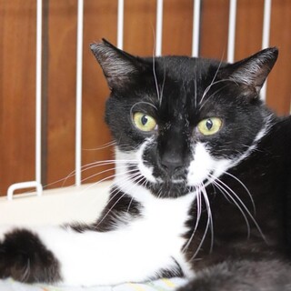 黒白ボブテイル　ごう君　里親様募集中☆彡